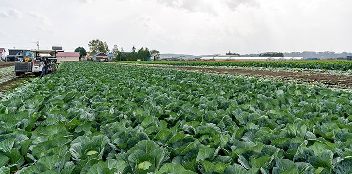 加工業務野菜の取り扱い