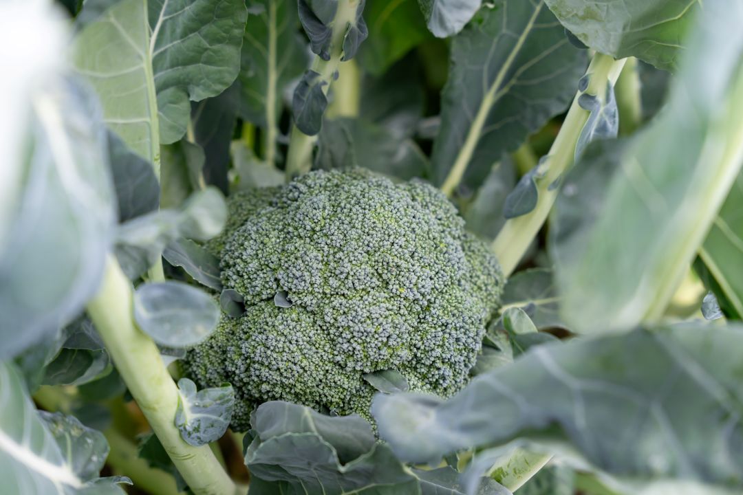 ブロッコリー産地紹介 産地とつながる八百屋塾 in 香川 2025 年11月